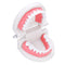 1:1 Human Dental Model Teeth Open Close Model Gingiva Visible Anatomic Demonstration Teeth Brush Flossing Teaching Medical Model