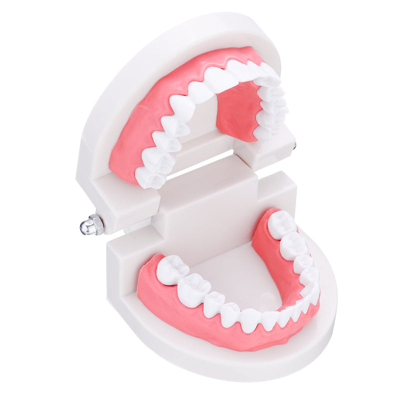 1:1 Human Dental Model Teeth Open Close Model Gingiva Visible Anatomic Demonstration Teeth Brush Flossing Teaching Medical Model