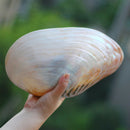 Natural Conch Shell Coral Pearl Mussel Clam Double-sided Large Home Tank Decorations 26-28cm