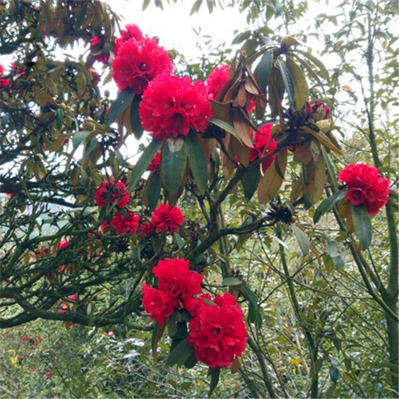 Egrow 50 Pcs/Pack Rhododendron Delavayi Seeds Rhododendron Delavayi Plant Rhododendron Delavayi Tree