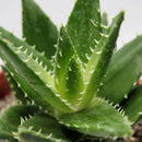 100Pcs Aloe Seeds Garden Vegetables Fruit Edible Beauty Cosmetic Bonsai Plants Seeds