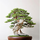50PCS Juniper Bonsai Tree Potted Flowers Office Bonsai Purify the Air Juniper Seeds