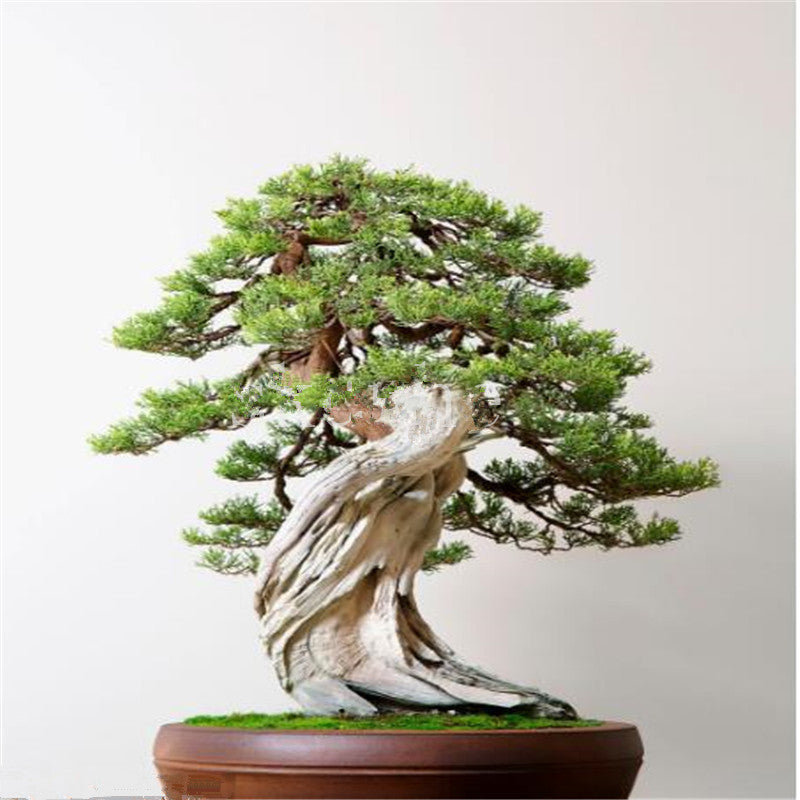 50PCS Juniper Bonsai Tree Potted Flowers Office Bonsai Purify the Air Juniper Seeds