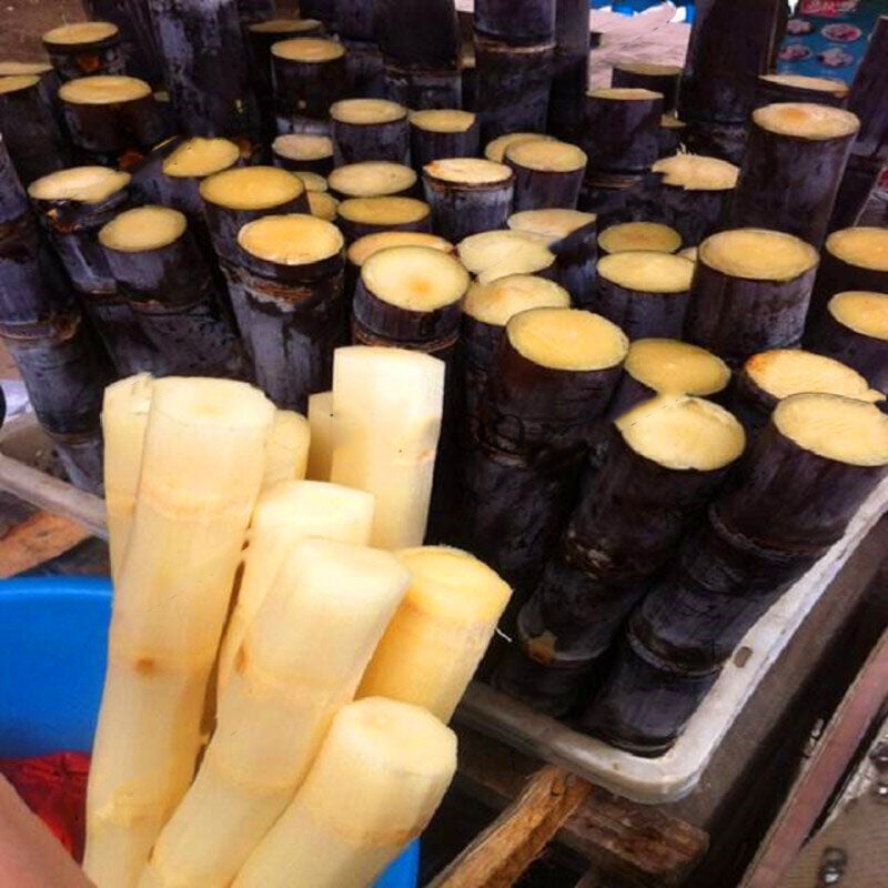 Egrow 100PCS/Pack Sugarcane Seeds Succulent Sugar Cane Bonsai Delicious Vegetable And Fruits Garden Plant