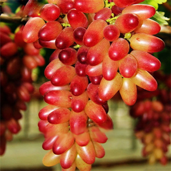 Egrow 50 Pcs/Pack Finger Grape Seed Delicious Potted Fruit Grapes Plant Seeds For Home And Garden