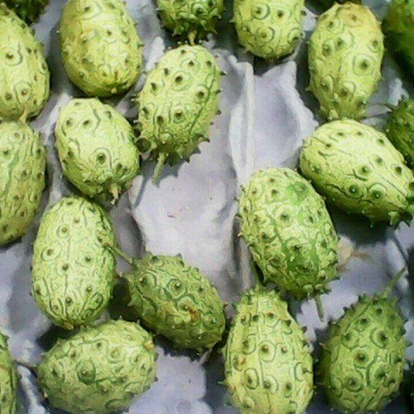 Egrow 20 Pcs/Pack Kiwano Melon Seeds African Cucumber Seed Garden Greenhouse Vegetable Fruit Plants