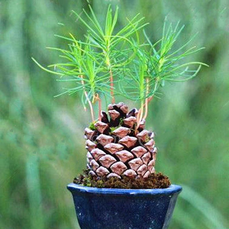 Egrow 50 Pcs/Pack Pine Tree Seeds Mini Black Pine Tree Bonsai Courtyard Garden Bonsai Tree Plants Pine Tree DIY Home Garden