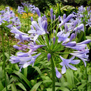 Egrow 30 Pcs/Pack Agapanthus Lily Flower Seeds Agapanthus Africanus Flower Seeds Home Garden Decoration