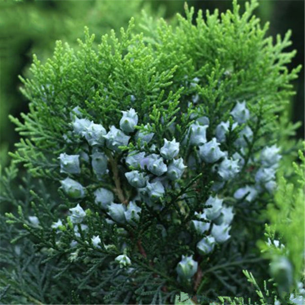 Egrow 60 Pcs/Pack Platycladus Seeds Platycladus Orientalis Tree Home Garden Decoration Plant