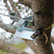Fruit Tree Peeler Ring Shaped Bark Stripping Cutting Tool High Carbon Stainless