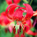 Egrow 2Pcs/Pack Lily Seeds Rare Red Lily Bulb Bonsai Bulb Bonsai Lily Bulb Pleasant Fragrance Home And Garden Plants
