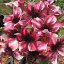 Egrow 2 Pcs/Pack Desert Rose Seeds Violet Dark Red Desert Rose Flowers Plantas DIY Perennial Home Garden Bonsai Pot