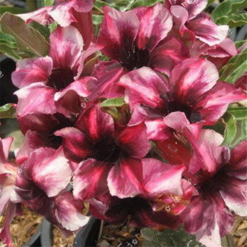 Egrow 2 Pcs/Pack Desert Rose Seeds Violet Dark Red Desert Rose Flowers Plantas DIY Perennial Home Garden Bonsai Pot
