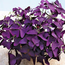 Egrow 100 Pcs/Pack Oxalis Seeds Oxalis Flower Purple Shamrock Clover Bonsai Plant Perennial Outdoor For Home Garden