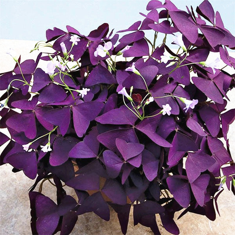 Egrow 100 Pcs/Pack Oxalis Seeds Oxalis Flower Purple Shamrock Clover Bonsai Plant Perennial Outdoor For Home Garden