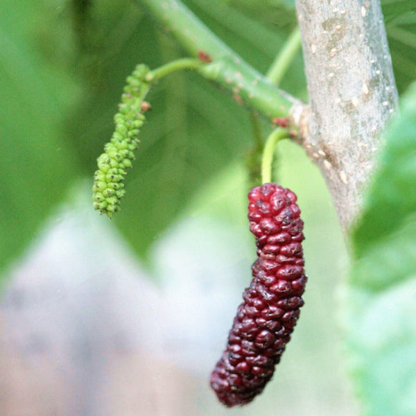 Egrow 100 Pcs/Pack Mulberry Seeds Long Mulberry Bonsai Rare Mulberry Tree Pakistan Fruit Bonsai Large Super Sweet Non-GMO Food For Garden