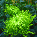 Egrow 100 Pcs/Pack Chrysanthemum Seeds Balcony Potted Rare Green Chrysanthemum Flower Garden Beautiful Potted Plant Bonsai