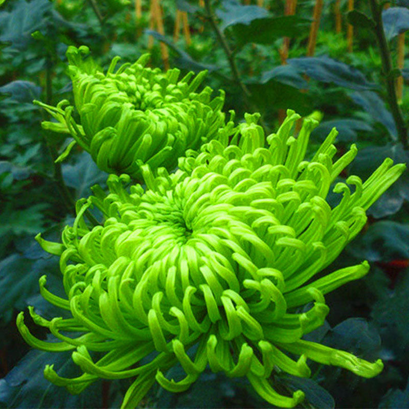 Egrow 100 Pcs/Pack Chrysanthemum Seeds Balcony Potted Rare Green Chrysanthemum Flower Garden Beautiful Potted Plant Bonsai
