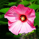 Egrow 50 Pcs/Pack Giant Hibiscus Seeds Flower Flores Beautiful Flower Bonsai Plant DIY Home Garden