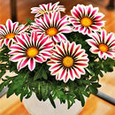 Egrow 200Pcs/Bag Gazania Seeds Semillas Gazania Splendens Chrysanthemum Seeds Garden Flowers Seeds