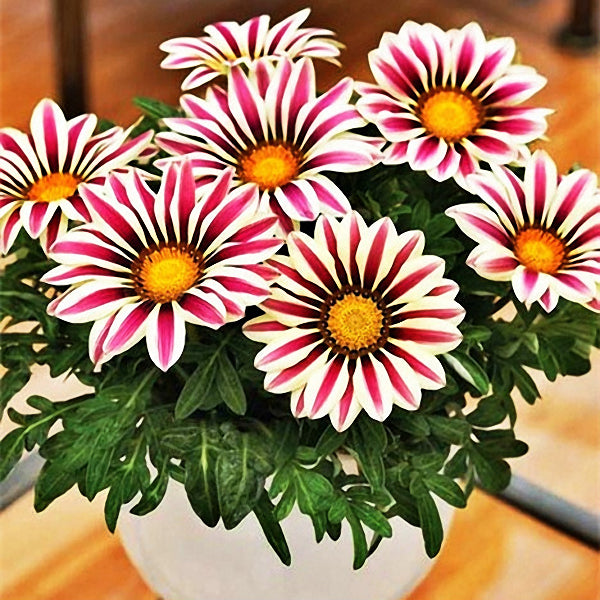 Egrow 200Pcs/Bag Gazania Seeds Semillas Gazania Splendens Chrysanthemum Seeds Garden Flowers Seeds