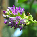 Egrow 200 Pcs/Pack Fructus Psoraleae Seeds Fructus Psoraleae Semente Plant Chinese Malaytea Scurfpea