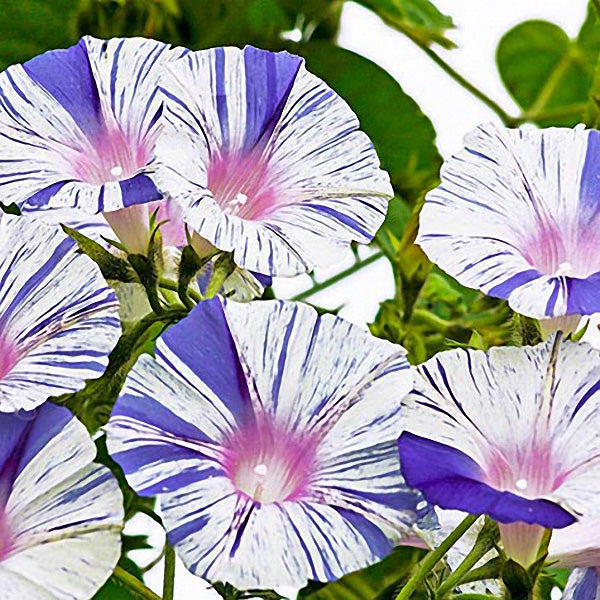 Egrow 20Pcs/Pack Venice Blue Morning Glory Seeds Home Garden Decoration Flower Seeds