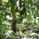 Egrow 12 Pcs/Pack Afzelia Xylocarpa Tree Seeds Ficus Religiosa Bodhi Tree Puti