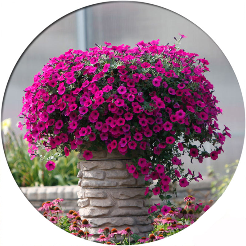 Egrow 100Pcs/Bag Petunia Seeds Rare Variety Hardy Lasting Balcony Yard Flowers Seeds Easy to Grow