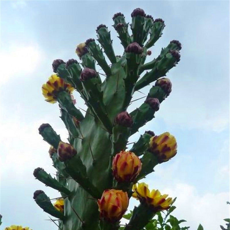 Egrow 100PCS/Pack Stone Cactus Seeds Succulents Raw Stone Cactus Bonsai Potted Flowers