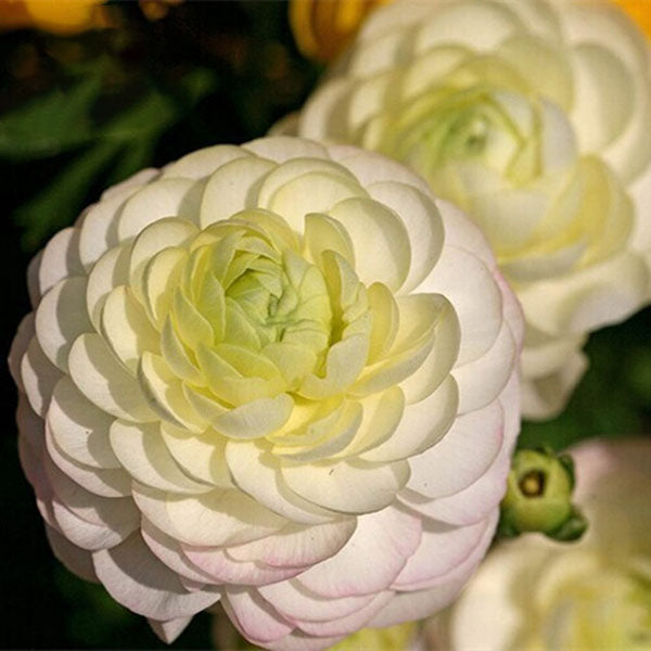 Egrow 50Pcs/Pack Ranunculus Seeds Home Garden DIY Decoration Bonsai Plants Flower Seeds