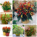 Egrow 100Pcs/Pack Pepper Seeds Hot Chilli Pepper Capsicum Vegetable Bonsai Plants for Home And Garden