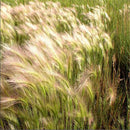 Egrow 30Pcs/Bag Rabbit Tail Grass Seeds Grass Barley Hordeum Jubatum Herb Seeds for Home Garden