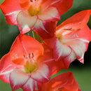 Egrow 100 PCS Gladiolus Flower Seeds Rare Sword Lily Flowers Courtyard Garden Potted Plant