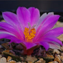 Egrow 100Pcs/Bag Purple Succulents Lithops Seed Garden Planting Office Balcony Decoration Flowers