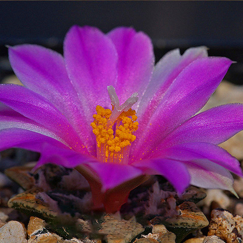 Egrow 100Pcs/Bag Purple Succulents Lithops Seed Garden Planting Office Balcony Decoration Flowers