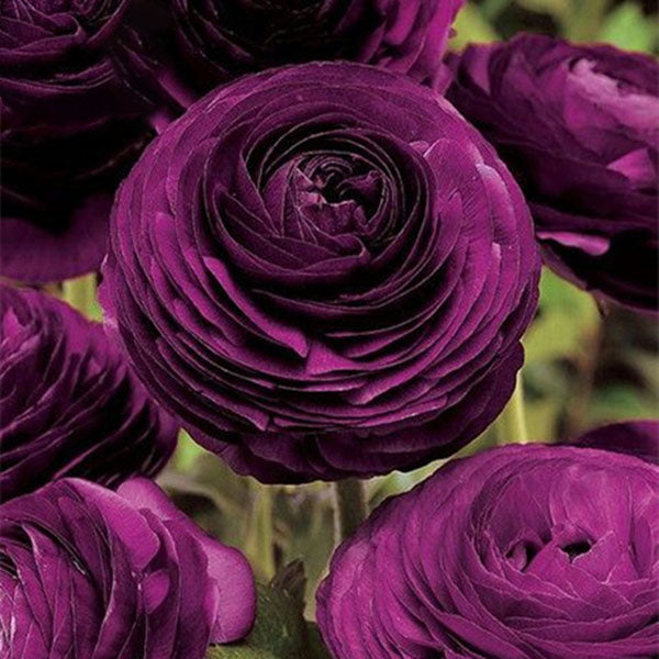 Egrow 50Pcs/Pack Persian Buttercup Seeds Home Garden DIY Plants Ranunculus Asiaticus Seeds