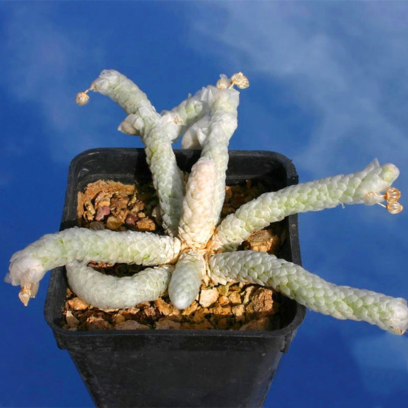Egrow 100Pcs/Lot Cactus Seeds Cactus Flowers Plantas Rare Plant Bonsai Foliage Magical Garden & Home Flora