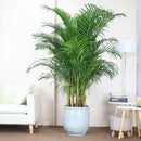 Egrow 5 Pcs/Pack Potted Bamboo Seeds Home Decoration Areca Palm Bonsai Butterfly Palm Plants Bonsai