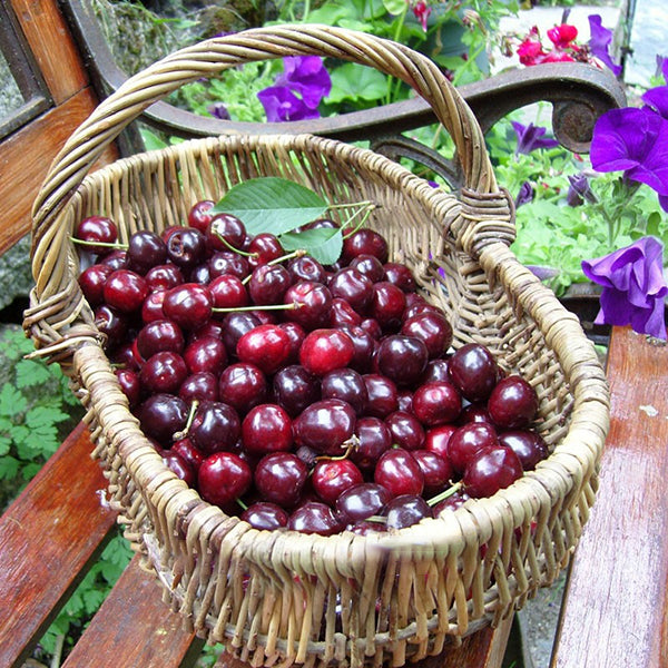 Egrow 20 Pcs/Bag Cherry Seeds Home Indoor Fruit Bonsai Dwarf Cherry Tree Seed Planting
