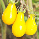 Egrow 50Pcs/Pack Yellow Tomato Seeds Rare Tomato Plants Organic Vegetable & Fruit Potted Planting For Home Garden