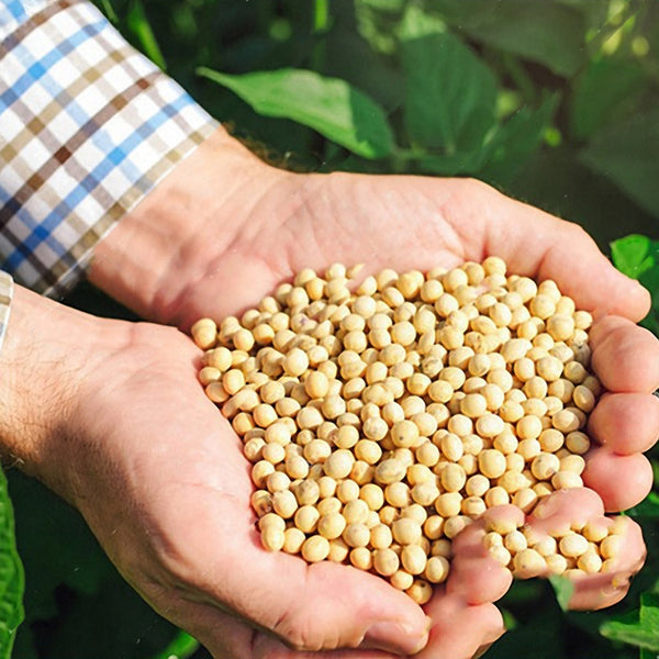 Egrow 20pcs/Bag Soy Bean Seeds Green Vegetable Seeds Soy Bean Edamame Seeds Soybean Bonsai Plants