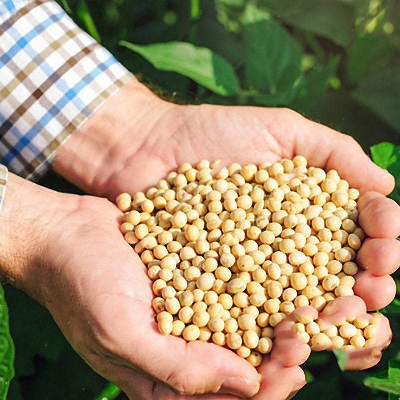 Egrow 20pcs/Bag Soy Bean Seeds Green Vegetable Seeds Soy Bean Edamame Seeds Soybean Bonsai Plants