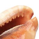 Natural Bull's mouth Helmet Conch Shell Coral Sea Snail FishTank Adorn Ornament Home Decorations