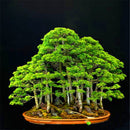 Egrow 20PCS/Bag Juniper Bonsai Tree Seeds Garden Potted Flowers Office Bonsai Purify the Air Absorb Harmful Gases