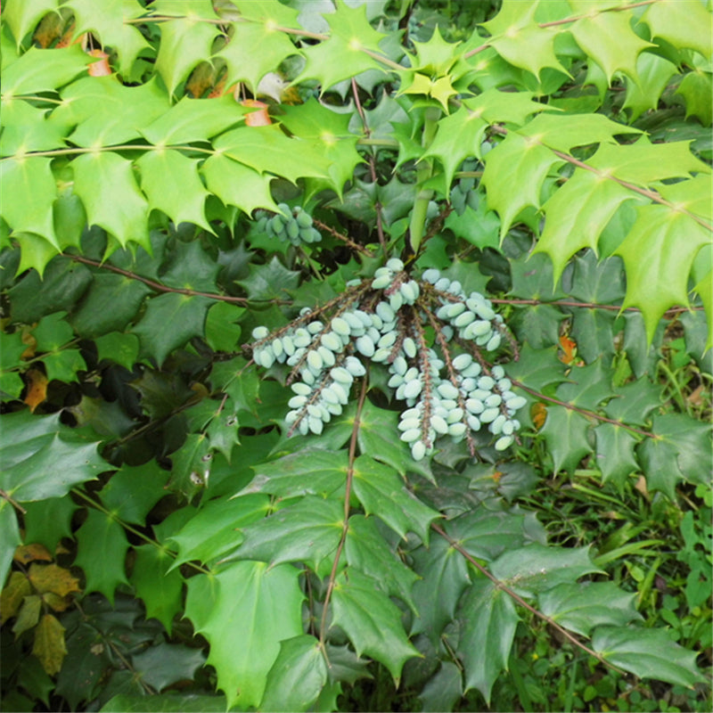 Egrow 100 Pcs/Pack Mahonia Seeds Mahonia Bealei Semente Plant Mahonia Fortunei