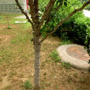 Egrow 100 Pcs/Pack Evodia Seeds Evodia Daniellii Tree Folwer Seeds Home Garden Decoration