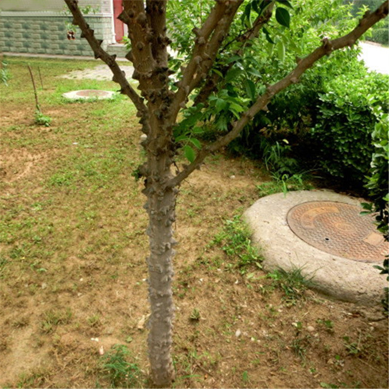 Egrow 100 Pcs/Pack Evodia Seeds Evodia Daniellii Tree Folwer Seeds Home Garden Decoration