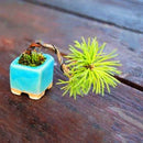 Egrow 50 Pcs/Pack Pine Tree Seeds Mini Black Pine Tree Bonsai Courtyard Garden Bonsai Tree Plants Pine Tree DIY Home Garden