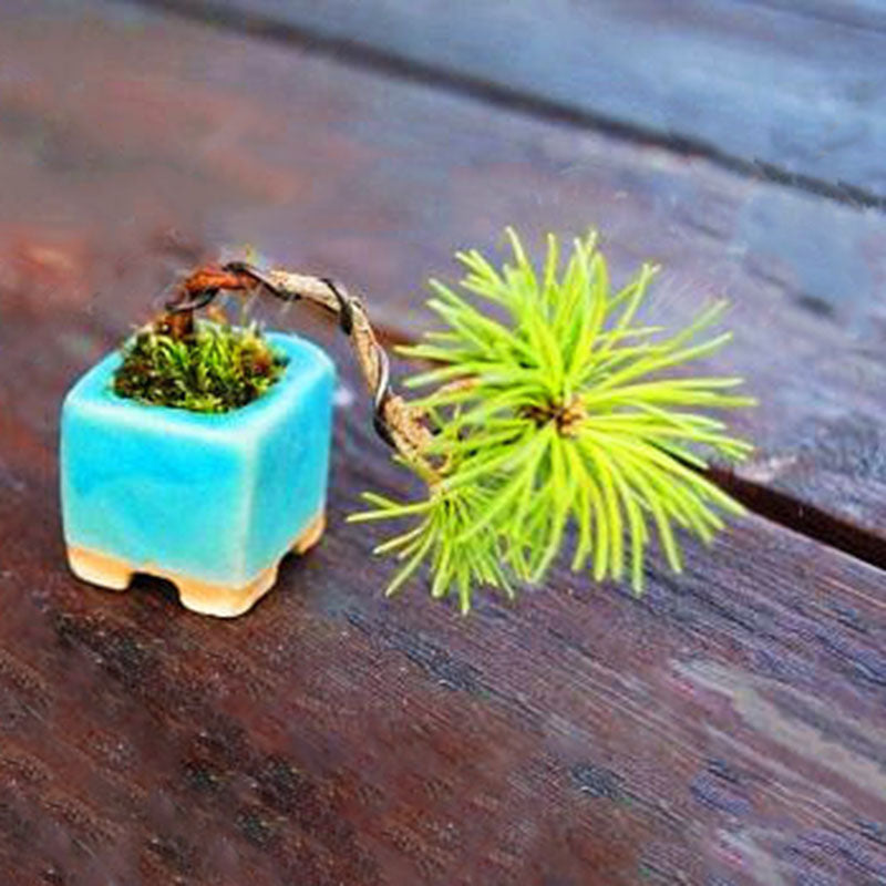 Egrow 50 Pcs/Pack Pine Tree Seeds Mini Black Pine Tree Bonsai Courtyard Garden Bonsai Tree Plants Pine Tree DIY Home Garden